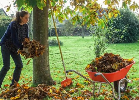 Comment Transformer Efficacement Les Feuilles Mortes Dans La Cours Ou